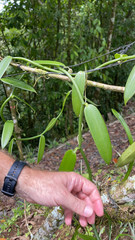 Vanilla planifolia