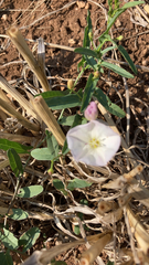 Convolvulus arvensis
