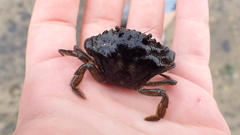 Carcinus maenas