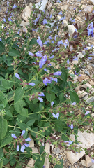 Salvia tomentosa