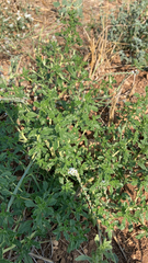 Amaranthus albus