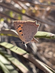 Lycaena phlaeas