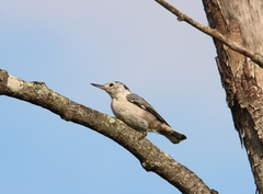 Sitta carolinensis