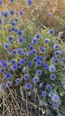 Echinops