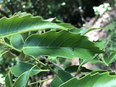 Castanopsis formosana