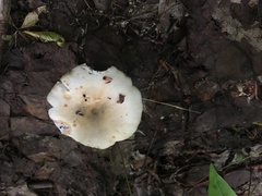 Lactifluus deceptivus