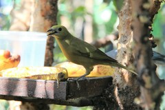 Thraupis palmarum