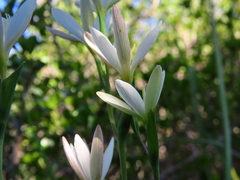 Hesperantha
