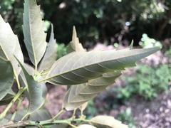 Castanopsis formosana