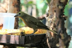 Thraupis palmarum