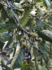 Castanopsis formosana