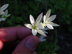 Hesperantha