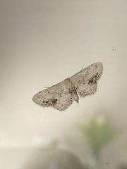 Idaea dimidiata