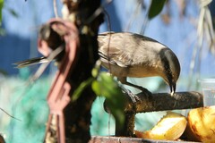 Mimus saturninus