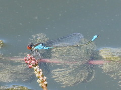 Erythromma viridulum
