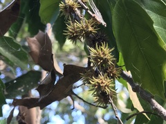 Castanopsis formosana