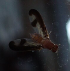 Toxonevra superba