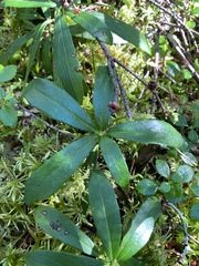 Chimaphila umbellata