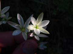 Hesperantha