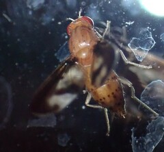Toxonevra superba