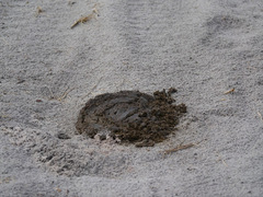 Syncerus caffer nanus