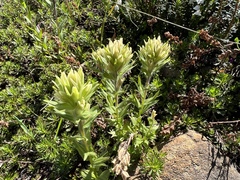 Castilleja parviflora albida