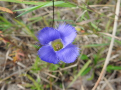Gentianopsis crinita