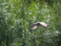Larus fuscus barabensis