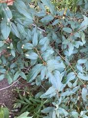 Shepherdia canadensis