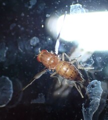Toxonevra superba