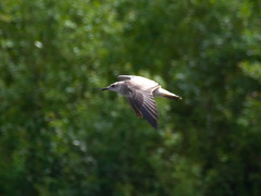 Larus fuscus barabensis