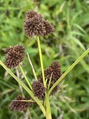 Scirpus atrovirens