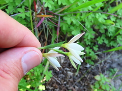 Hesperantha
