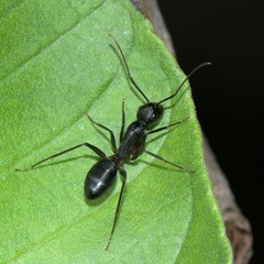 Camponotus compressus