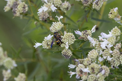 Parancistrocerus perennis