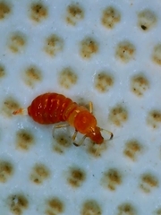 Thripinae