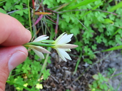 Hesperantha