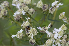 Parancistrocerus perennis