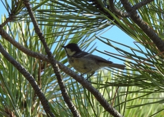 Periparus ater