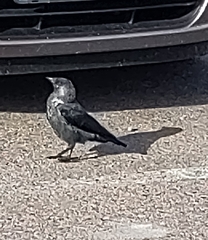 Corvus monedula