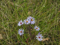 Symphyotrichum oolentangiense
