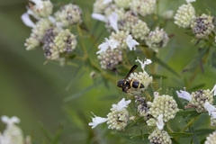 Parancistrocerus perennis