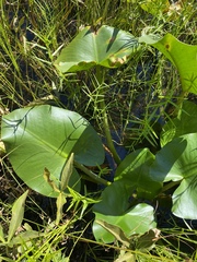 Nuphar polysepala