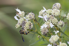 Parancistrocerus perennis