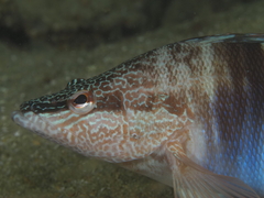 Serranus papilionaceus
