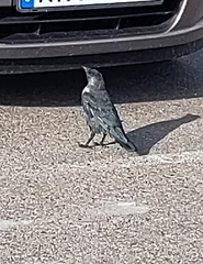 Corvus monedula