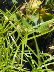 Dulichium arundinaceum