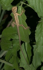 Calotes versicolor
