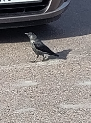 Corvus monedula