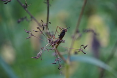 Tremex fuscicornis